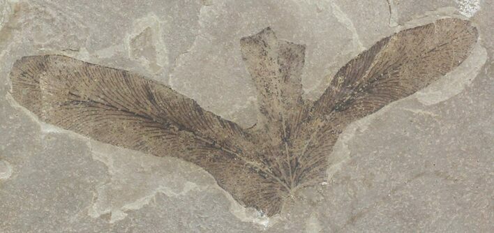 Fossil Climbing Fern Leaf - Green River Formation #45642